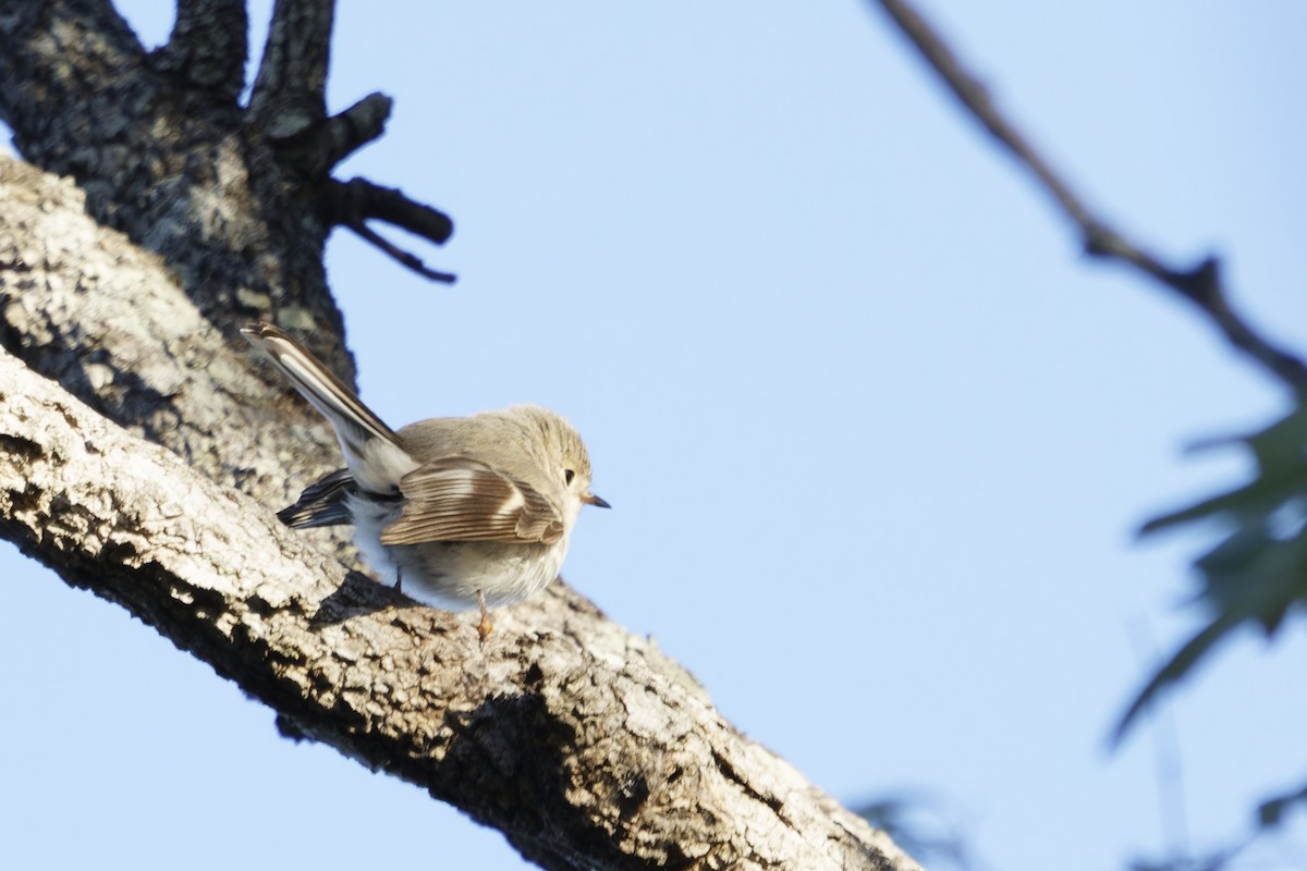 Petroica Rosada - ML620481039