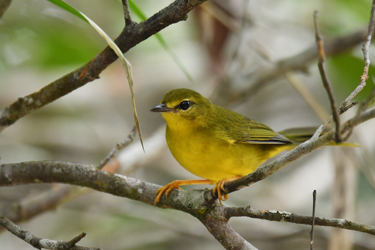 Flavescent Warbler - ML620481040