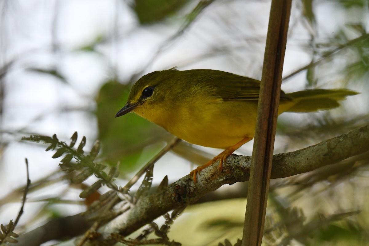 Flavescent Warbler - ML620481041