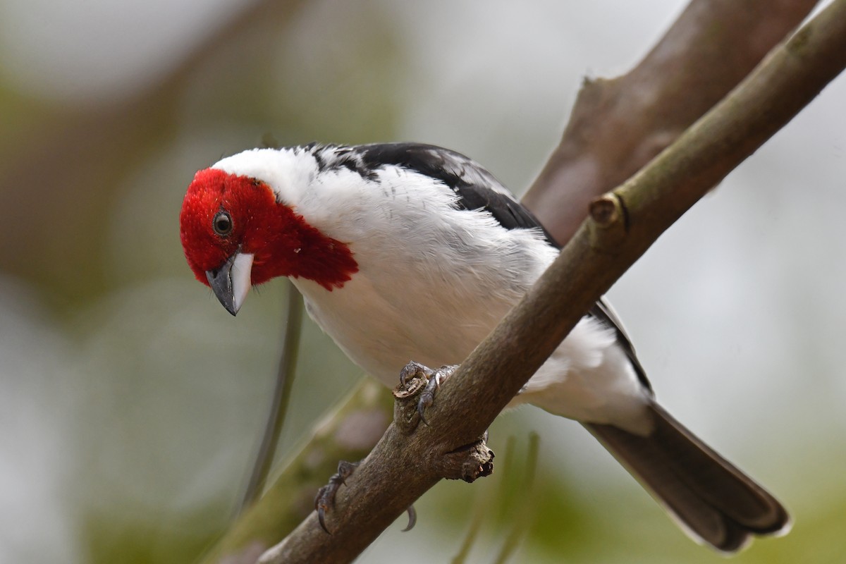 Red-cowled Cardinal - ML620481042