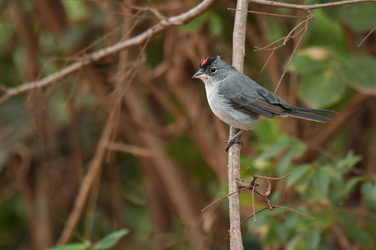 Pileated Finch - ML620481043