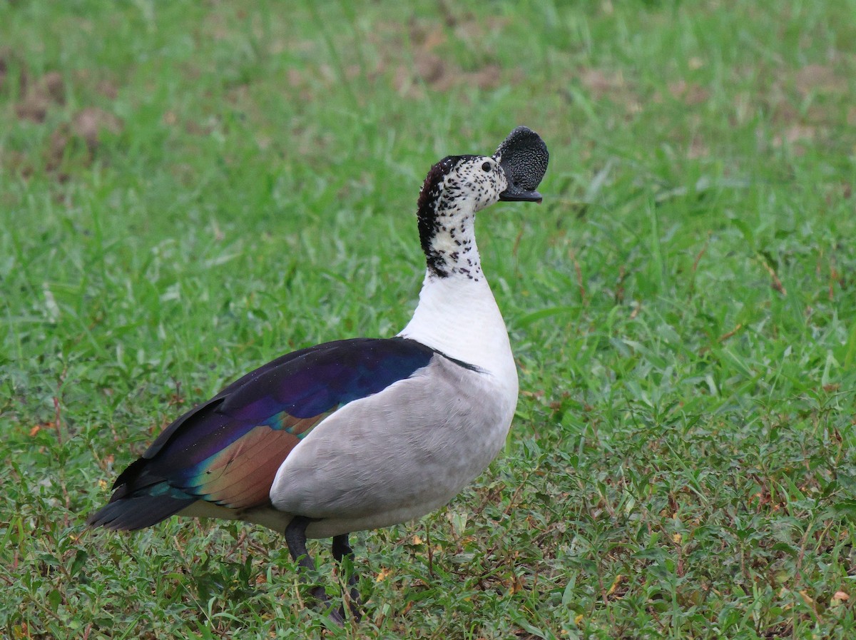 Knob-billed Duck - ML620481045