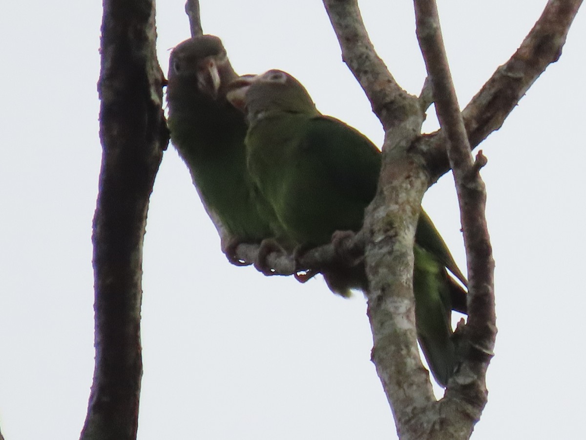 Brown-hooded Parrot - ML620481048