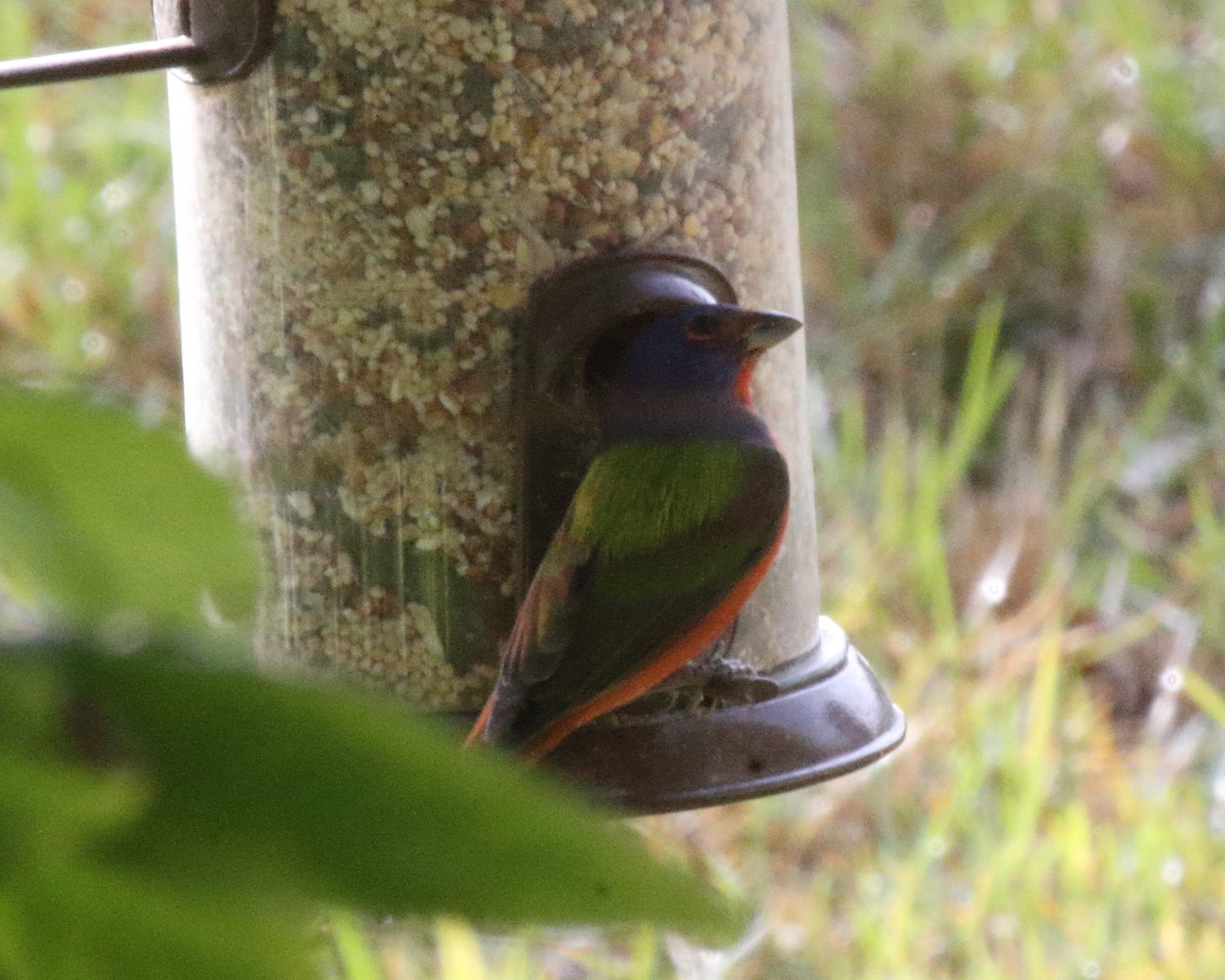 Painted Bunting - ML620481049