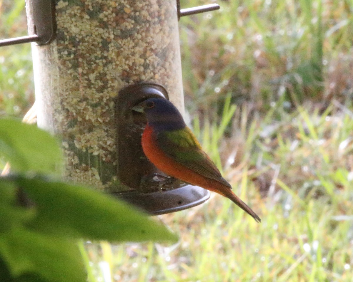 Painted Bunting - ML620481050