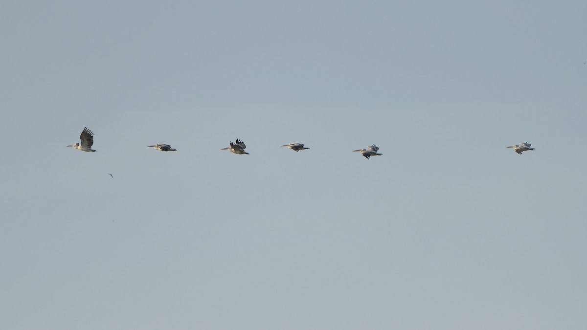 Spot-billed Pelican - ML620481053