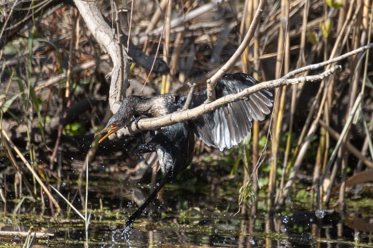 Long-tailed Cormorant - ML620481065