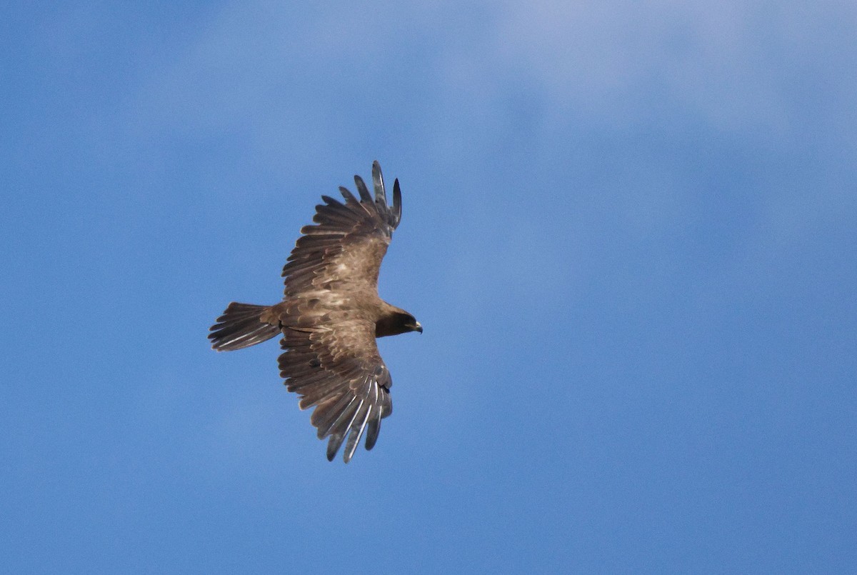 Wahlberg's Eagle - ML620481066