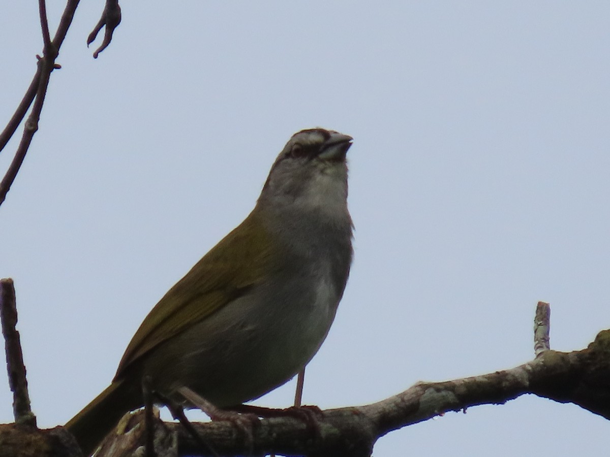 Black-striped Sparrow - ML620481068