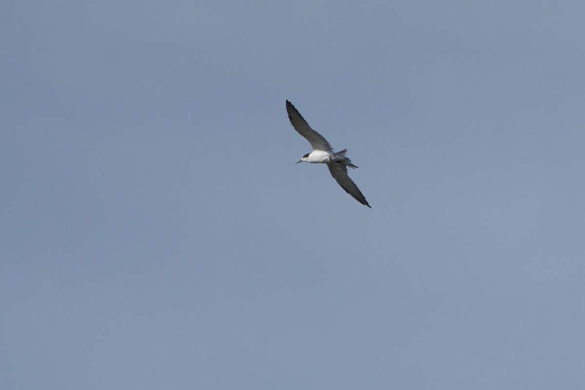 Common Tern - ML620481074