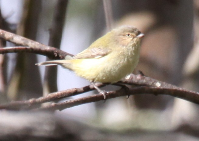 Weebill - ML620481085