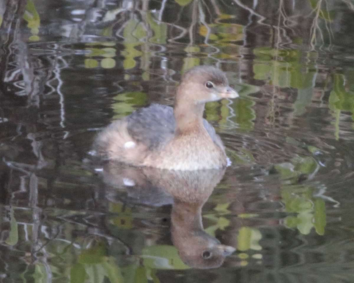 Pied-billed Grebe - ML620481087