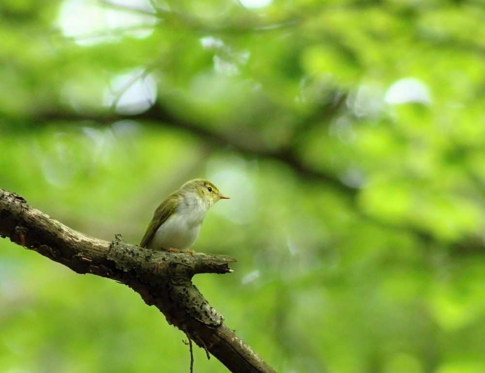 Wood Warbler - ML620481089