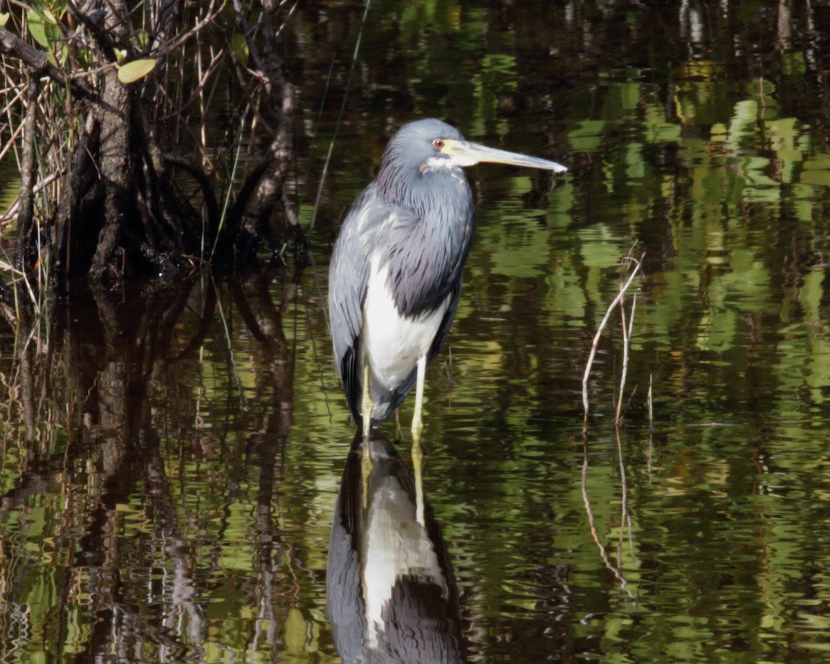 Tricolored Heron - Mike V.A. Burrell