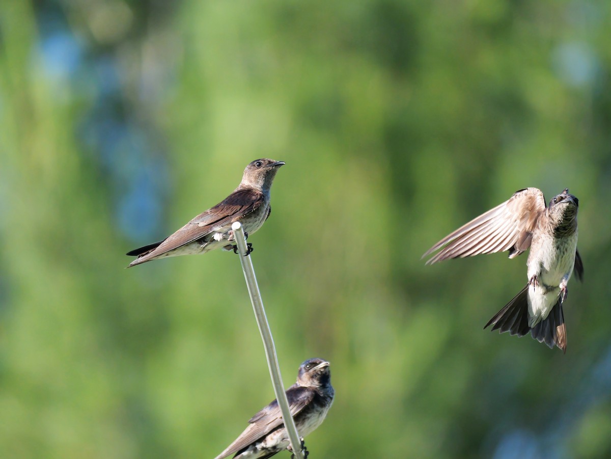 Purple Martin - ML620481092