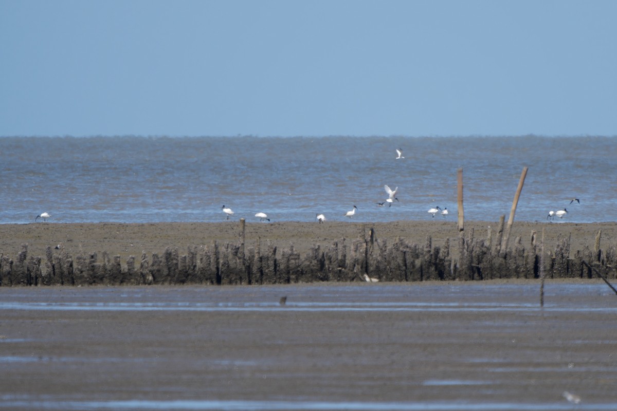 Black-headed Ibis - ML620481093