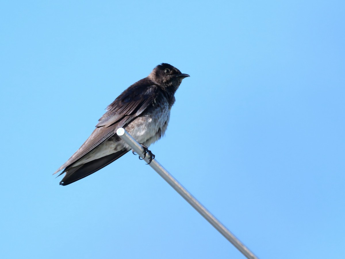 Purple Martin - ML620481095