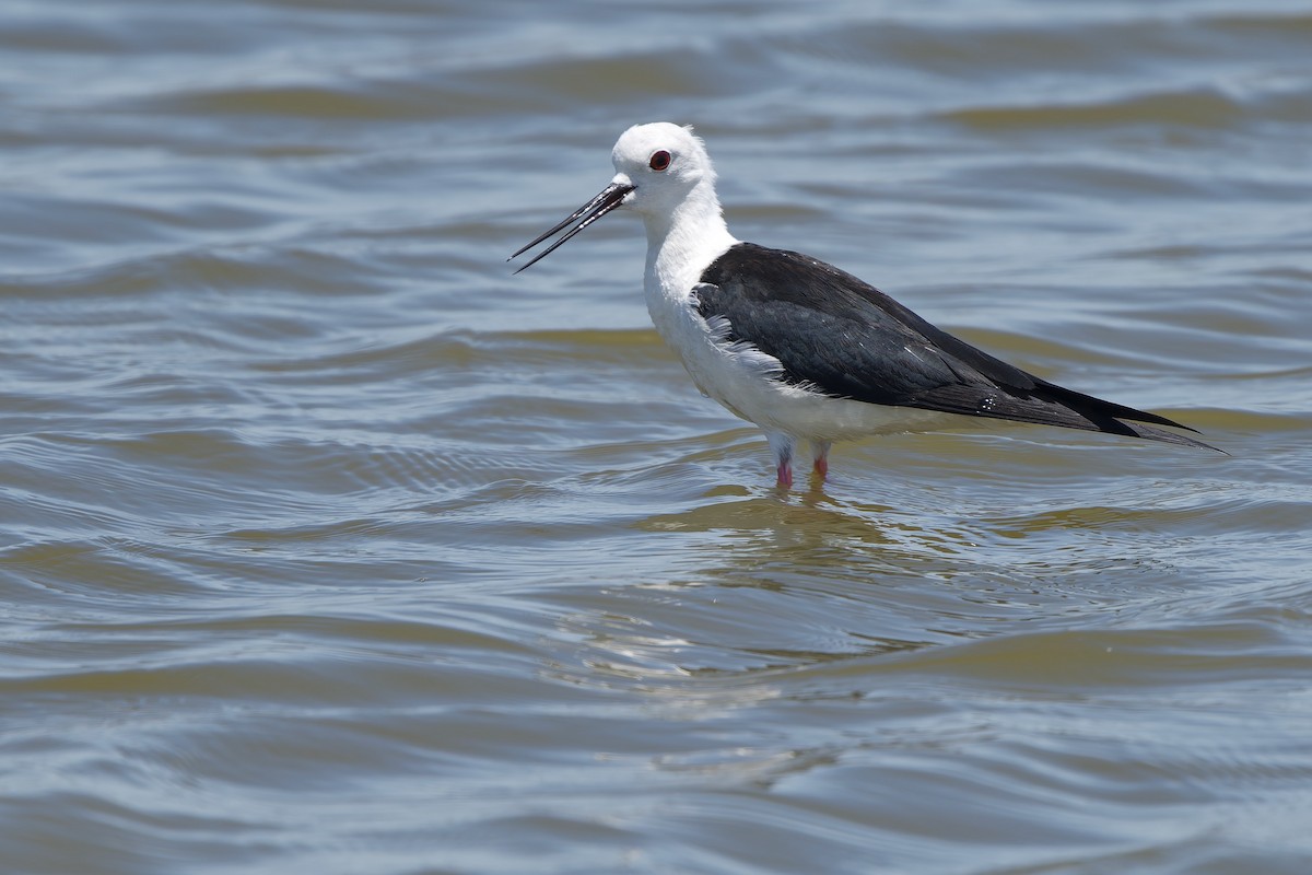 Black-winged Stilt - ML620481100