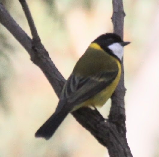 Golden Whistler - ML620481103