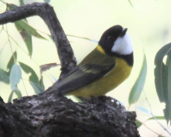 Golden Whistler - ML620481104