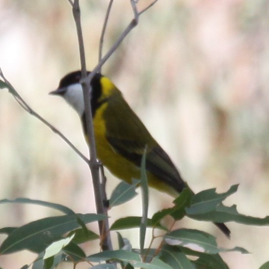 Golden Whistler - ML620481105