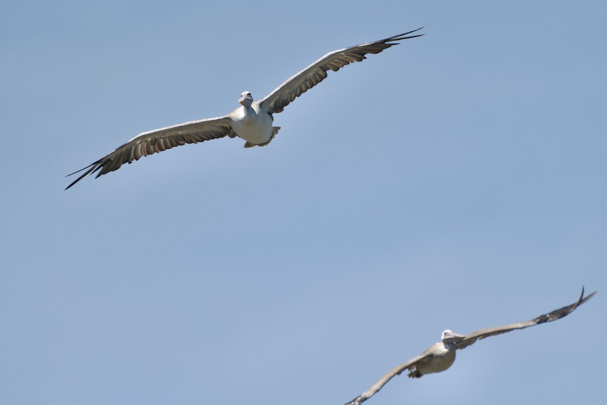 Spot-billed Pelican - ML620481109