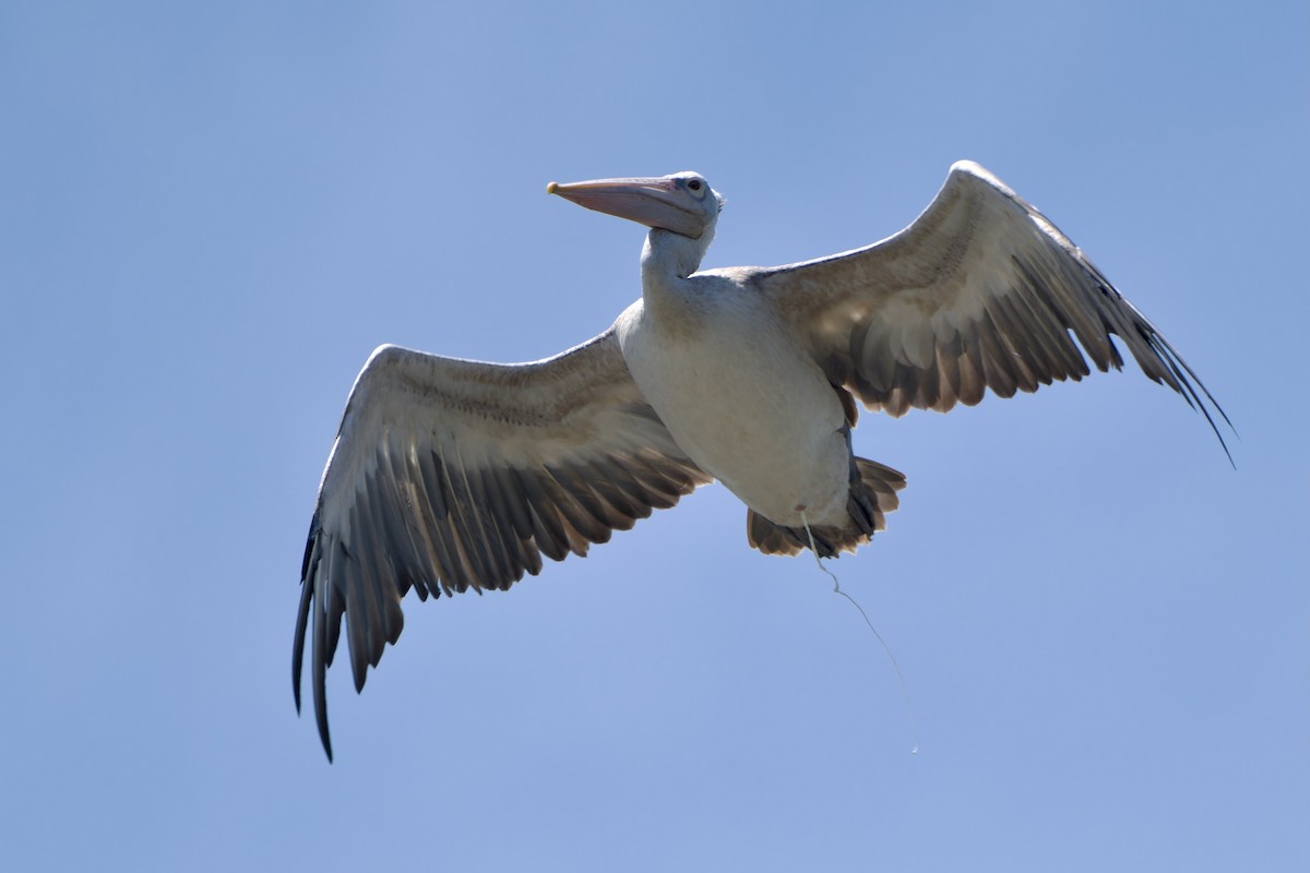 Spot-billed Pelican - ML620481110