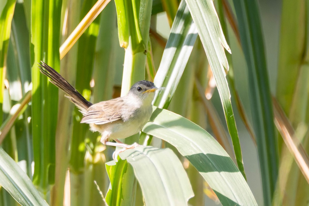 Striped Prinia - ML620481114