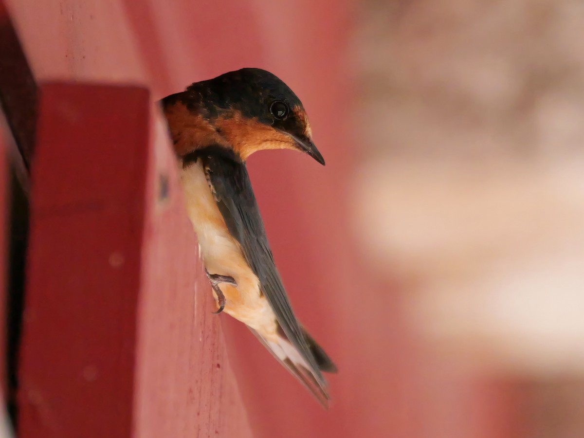 Barn Swallow - ML620481115