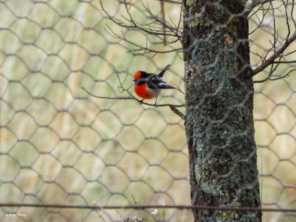 Red-capped Robin - ML620481118