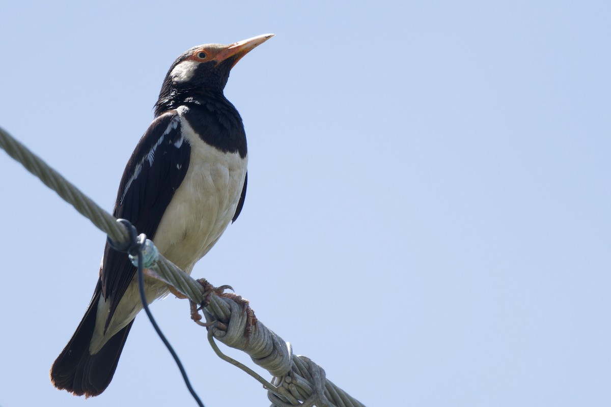 Siamese Pied Starling - ML620481122