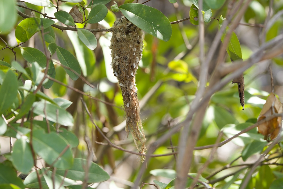 Golden-bellied Gerygone - Sam Hambly