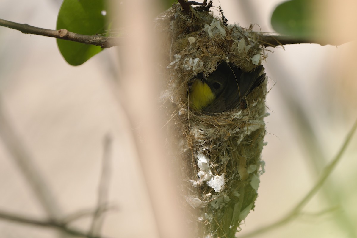 Golden-bellied Gerygone - ML620481125