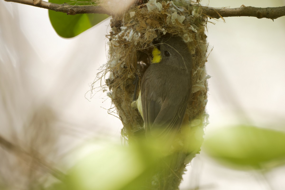 Golden-bellied Gerygone - ML620481126