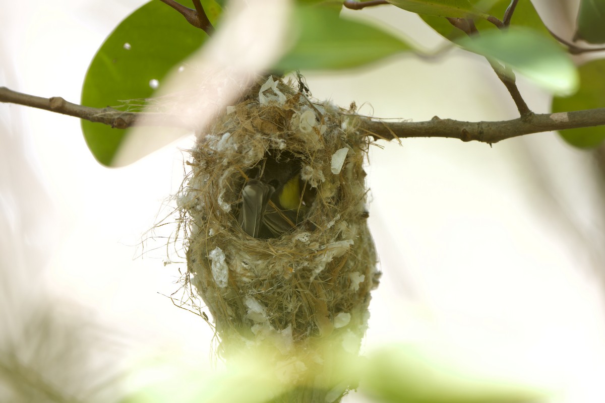 Golden-bellied Gerygone - ML620481127