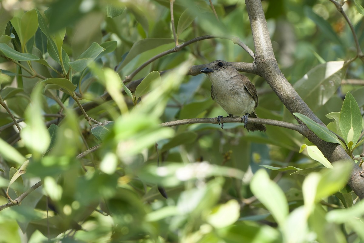 Mangrove Whistler - ML620481134