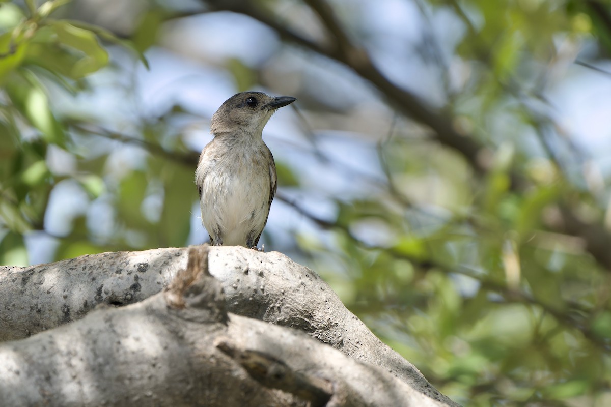 Mangrove Whistler - ML620481137