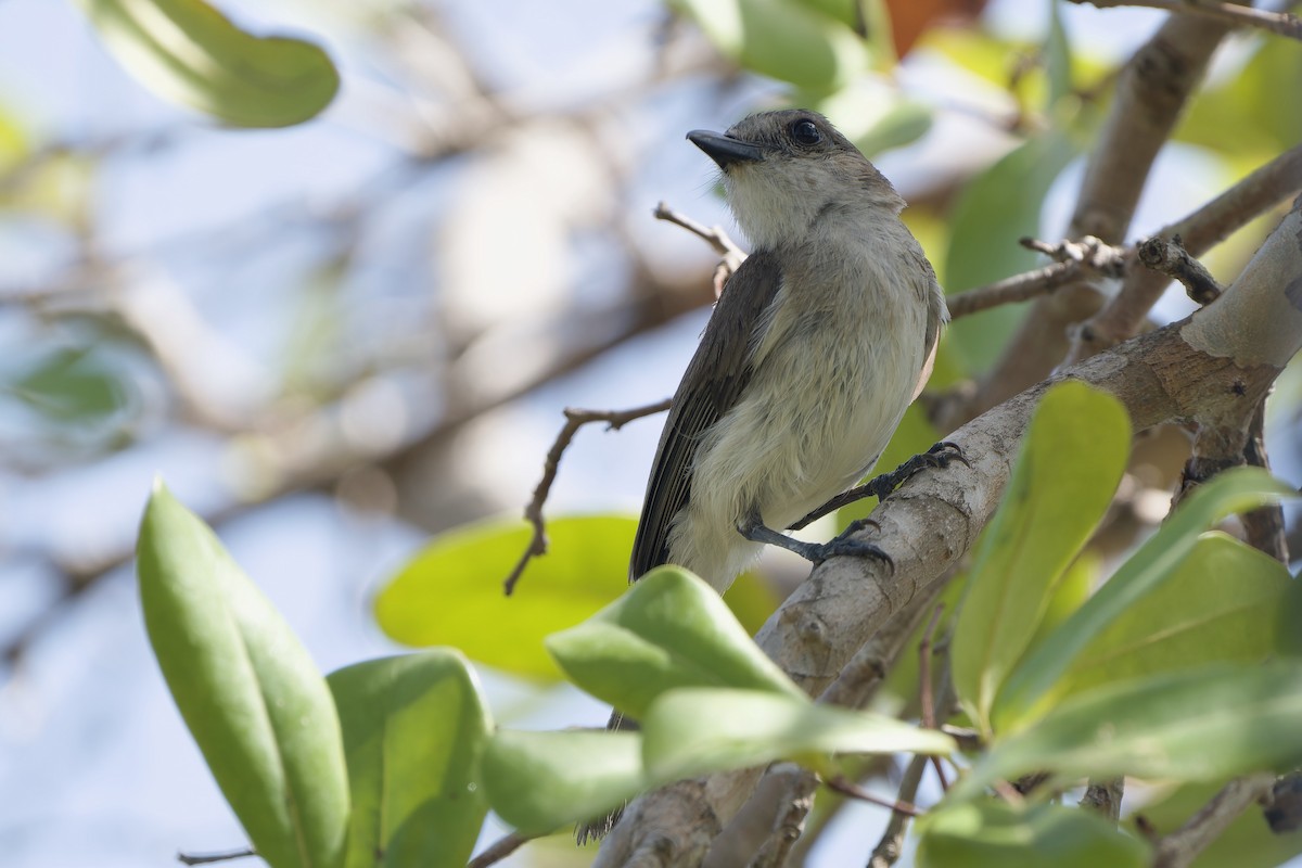 Mangrove Whistler - Sam Hambly