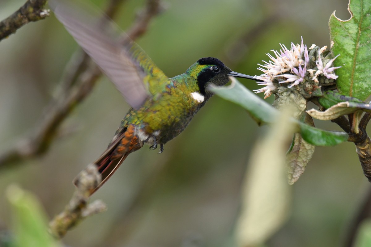 Colibrí Lumaquela - ML620481140