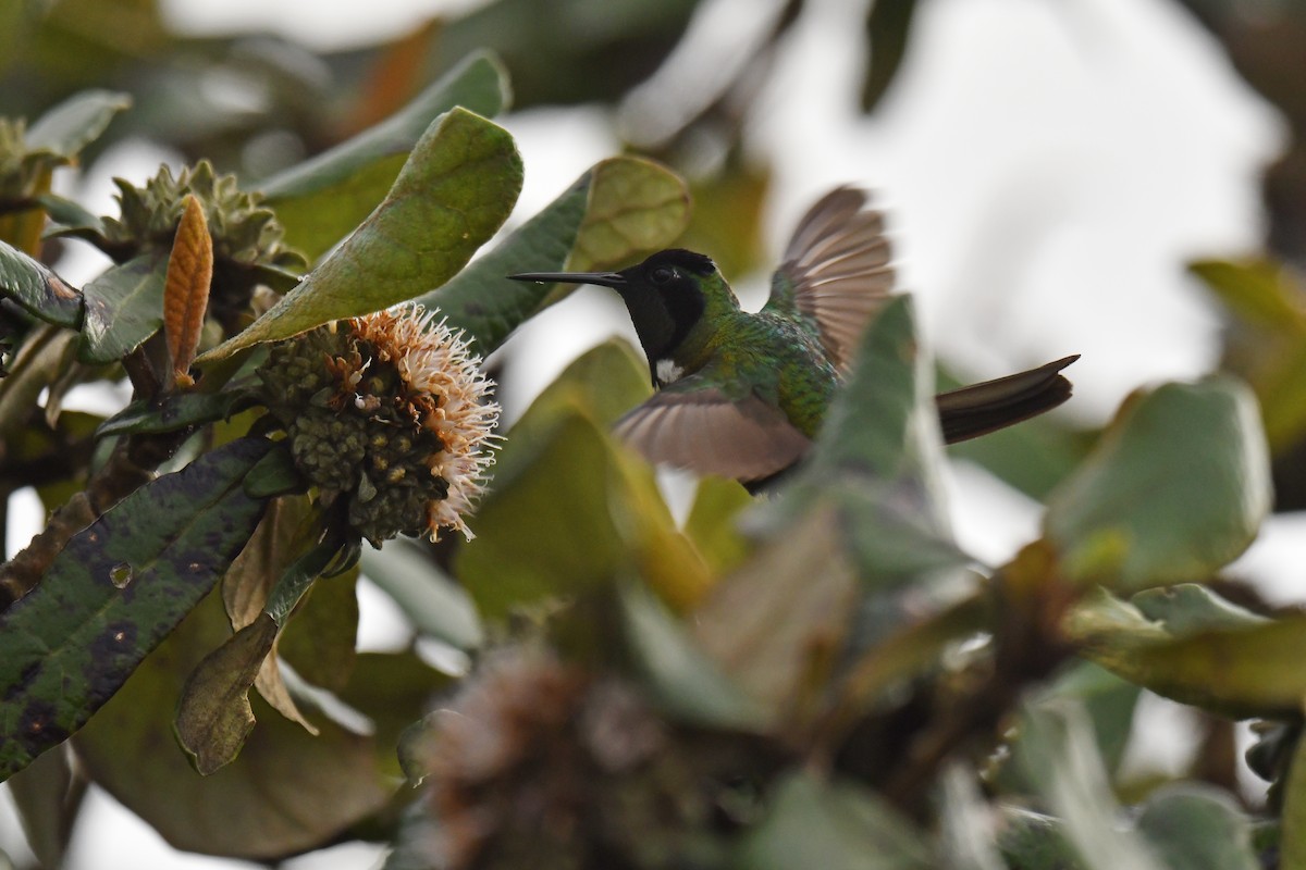 Colibrí Lumaquela - ML620481143