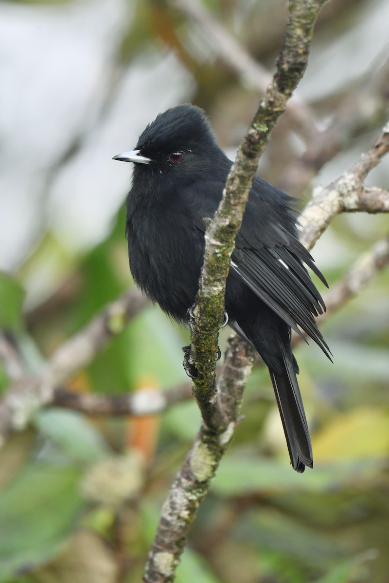 Plain-crested Elaenia - ML620481145