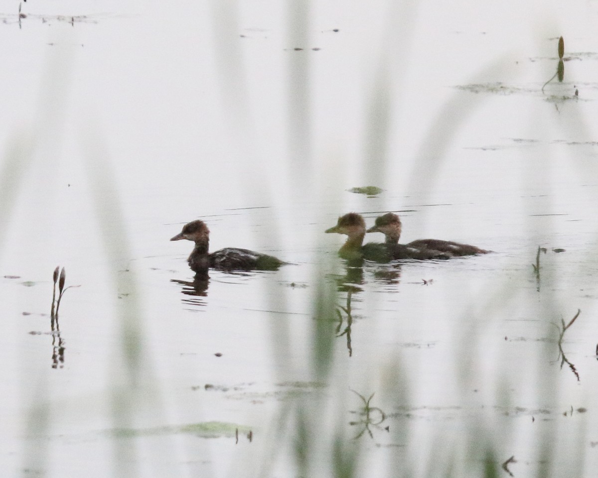 Hooded Merganser - ML620481147