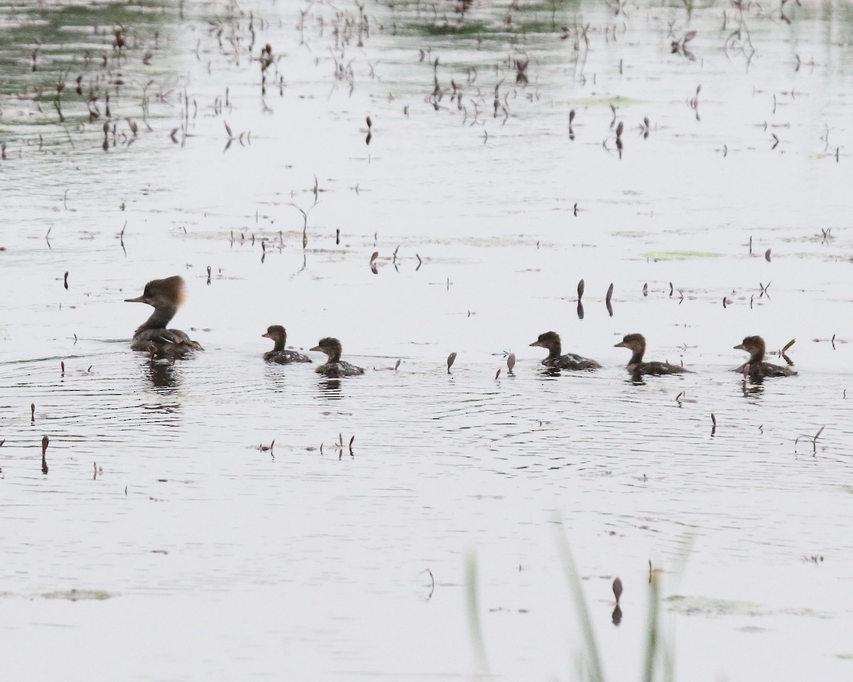 Hooded Merganser - ML620481148