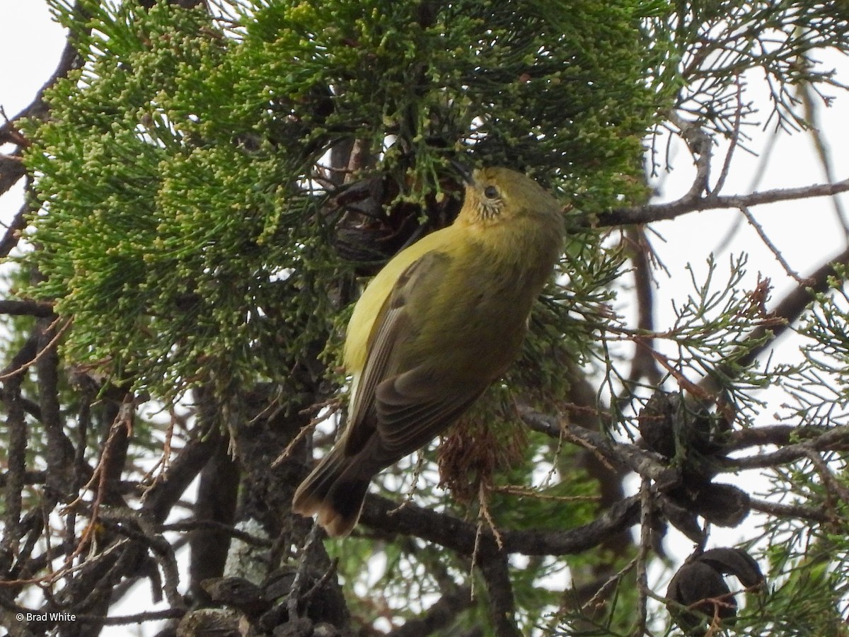 Yellow Thornbill - ML620481156