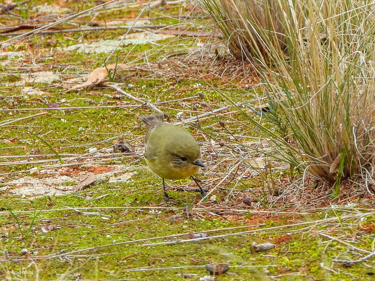 Yellow Thornbill - ML620481157