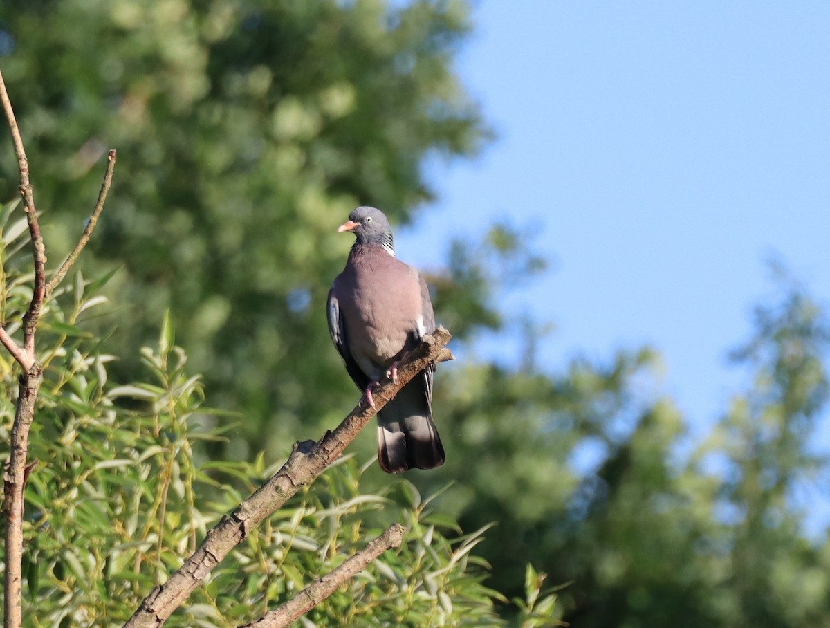 Common Wood-Pigeon - ML620481158