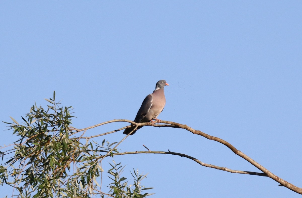 Common Wood-Pigeon - ML620481159