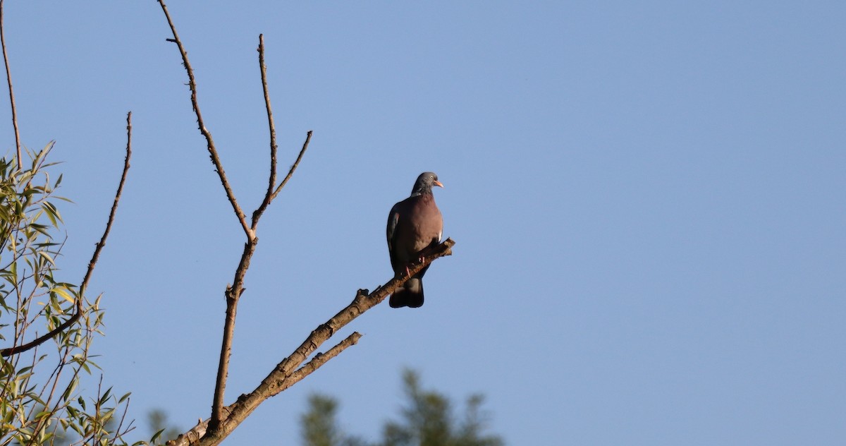 Common Wood-Pigeon - ML620481160