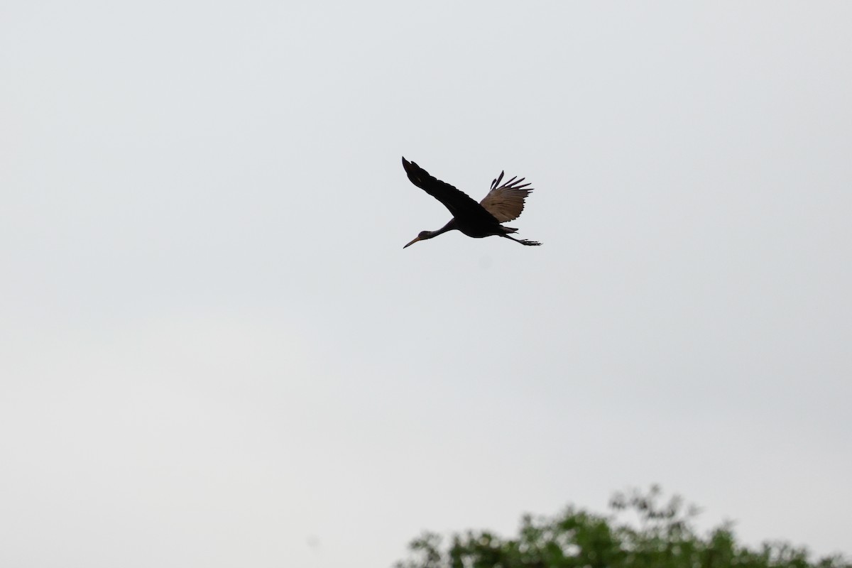 Limpkin (Brown-backed) - ML620481161