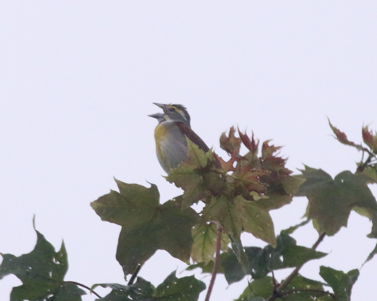 Dickcissel - ML620481164